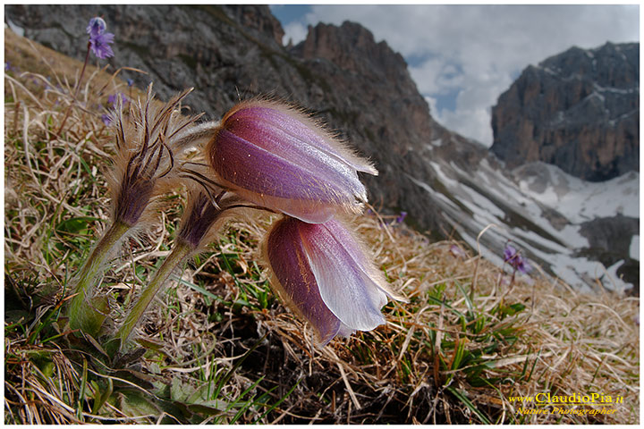 pulsatilla vernalis o anemone primaverile in val di fassa, fiori di montagna, alpini, dolomiti